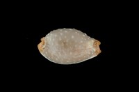 藏品(雞皮寶螺)的圖片